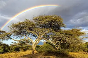 Deserted Tree Environment Prints: Tree under rainbow, clouds, thunderstorm atmosphere