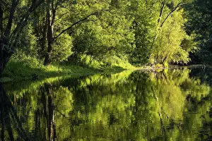 German River Scenery Prints: Tree reflection in the river Lippe