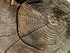 Deserted Lake Landscape Prints: Tree rings