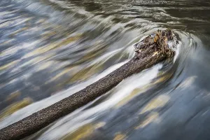 Deserted Waterfront Prints: The tree in the river
