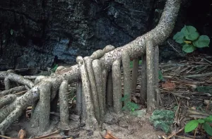 Indian Ocean Landscape Prints: Tree root on Ko Phi Phi Le, Thailand