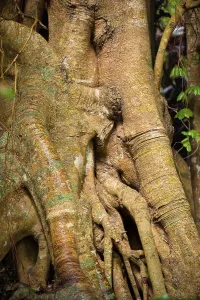 Deciduous Tree Root System Prints: Tree root with strangler fig in detail