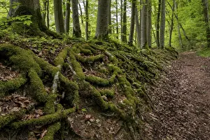 German Forest Landscape Photography Prints: Tree roots, forest path, Wiesensteig