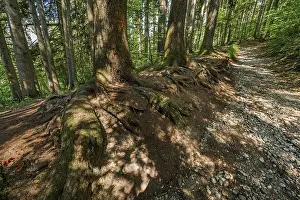 Natural Landmark In Europe Prints: Tree roots on the stony path to the Teufelskuche (Devil's Kitchen)