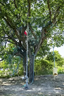Terschelling Netherlands Prints: Tree with ropes to climb and swing