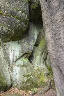 Sandstone Rocks Czech Republic Prints: Tree between the sandstone rocks of