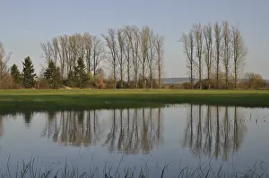 Row Of Trees Germany Prints: Tree series