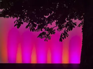 Backlit Tree Photo Prints: Tree silhouette in front of a bright