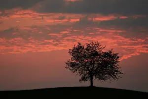 Cloudy Atmosphere Photography Prints: Tree silhouetted against a sky full of storm clouds