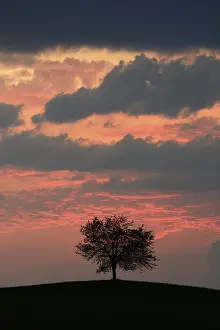 Cloudy Atmospheric Photography Prints: Tree silhouetted against a sky full of storm clouds
