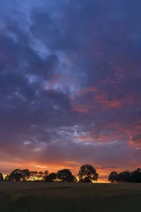Evening Agricultural Landscape Prints: Tree silouettes in the evening sky