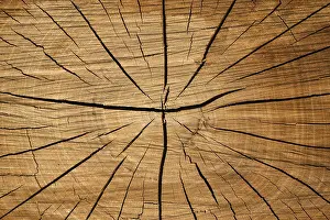 Deserted Tree In Europe Prints: Tree slice with cracks in wood