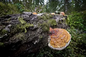 Moss Grown Tree Trunk Prints: Tree sponge, mossy tree trunk lying on the ground