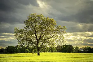 Cornfield Landscape Photography Prints: A tree in spring in a cornfield