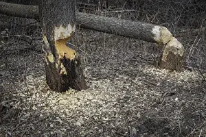 Beaver Damage Prints: A tree still standing by a fallen tree after the workings of a beaver with gnawed sections