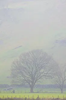 Lake District Landscape Prints: A tree standing in a pasture in the mist