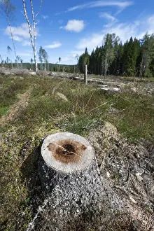 Deserted Forest Area Prints: Tree stump, cleared forest area