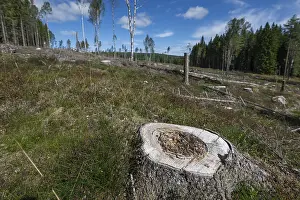 Uninhabited Forest Landscape Prints: Tree stump, cleared forest area