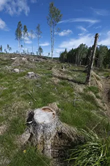 Timber Industry Sweden Prints: Tree stump, cleared forest area