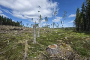 Timber Industry Sweden Prints: Tree stump, cleared forest area