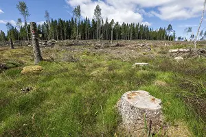 Swedish Countryside Scenery Prints: Tree stump, cleared forest area