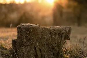 Central Europe Evening Sky Prints: Tree stump in the sunset in the Black Forest