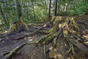 Deserted German Landscape Photography Prints: Tree stumps on the stony path to the Teufelskuche (Devil's Kitchen)