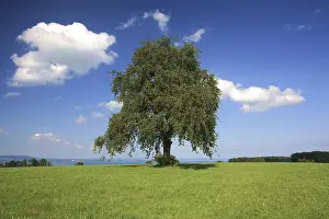Cumulus Cloud Photography Prints: Tree in a summer setting with white clouds
