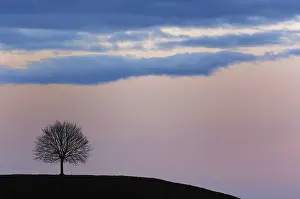 Sunset Landscape Prints: Tree at sunset