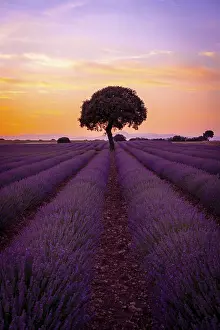 Evening Landscape Photography Prints: A tree at sunset in a lavender field