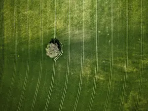Prints of Tree surrounded by green fields with aerial line patterns, aerial view, drone, Amberg, Neumarkt, Upper Palatinate, Bavaria, Germany Aerial View Prints: Tree Print with Aerial Lines, Amberg, Germany