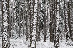 Forest In Winter Prints: Tree, trees, coniferous forest