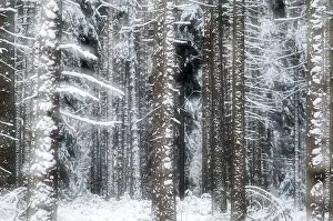 Winter Tree Prints: Tree, trees, coniferous forest
