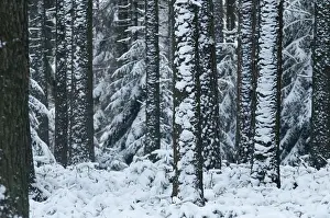 Forest Landscape Photo Prints: Tree, trees, coniferous forest