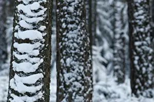 Deserted Forest Scenery Prints: Tree, trees, coniferous forest