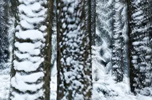Forest In Winter Prints: Tree, trees, coniferous forest