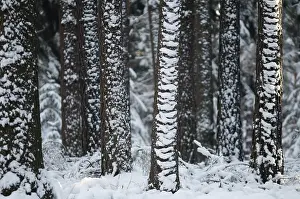 Coniferous Forest Prints: Tree, trees, coniferous forest