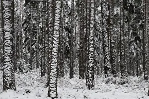Coniferous Tree Prints: Tree, trees, coniferous forest