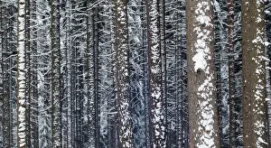 Snowy Countryside Landscape Prints: Tree, trees, coniferous forest