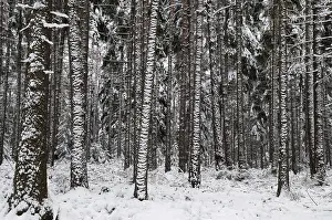 Coniferous Tree Prints: Tree, trees, coniferous forest