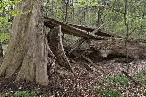Natural Forest Landscape Prints: Tree, trees, deadwood, deciduous forest