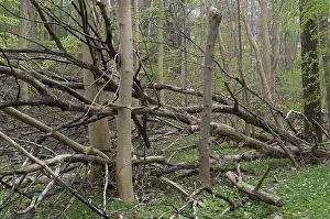 Natural Forest Landscape Prints: Tree, trees, deadwood, spring, deciduous forest
