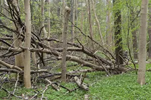 Deciduous Tree Landscape Prints: Tree, trees, deadwood, spring, deciduous forest