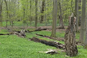 Natural Forest Landscape Prints: Tree, trees, deadwood, spring, deciduous forest
