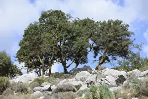 Dry Mountain Range Prints: Tree, trees, group of trees, landscape