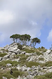 Greek Countryside Scenery Prints: Tree, trees, group of trees, landscape