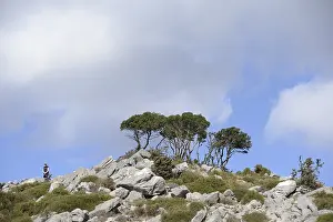 Crete Landscape Prints: Tree, trees, group of trees, landscape