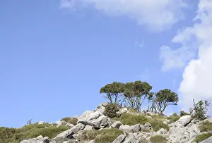 Crete Landscape Prints: Tree, trees, group of trees, landscape