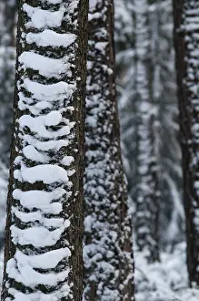 Winter Tree Prints: Tree, trees, high size, portrait