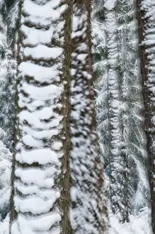 Winter Tree Prints: Tree, trees, high size, portrait